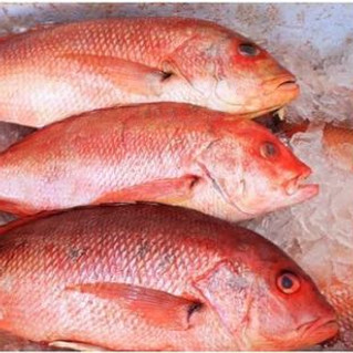 Pargo.jpg