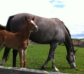 Un petit poulain brun avec sa maman grise dans un pré