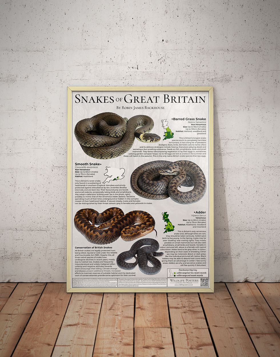 Thumbnail: Snakes of Great Britain Poster (A2)
