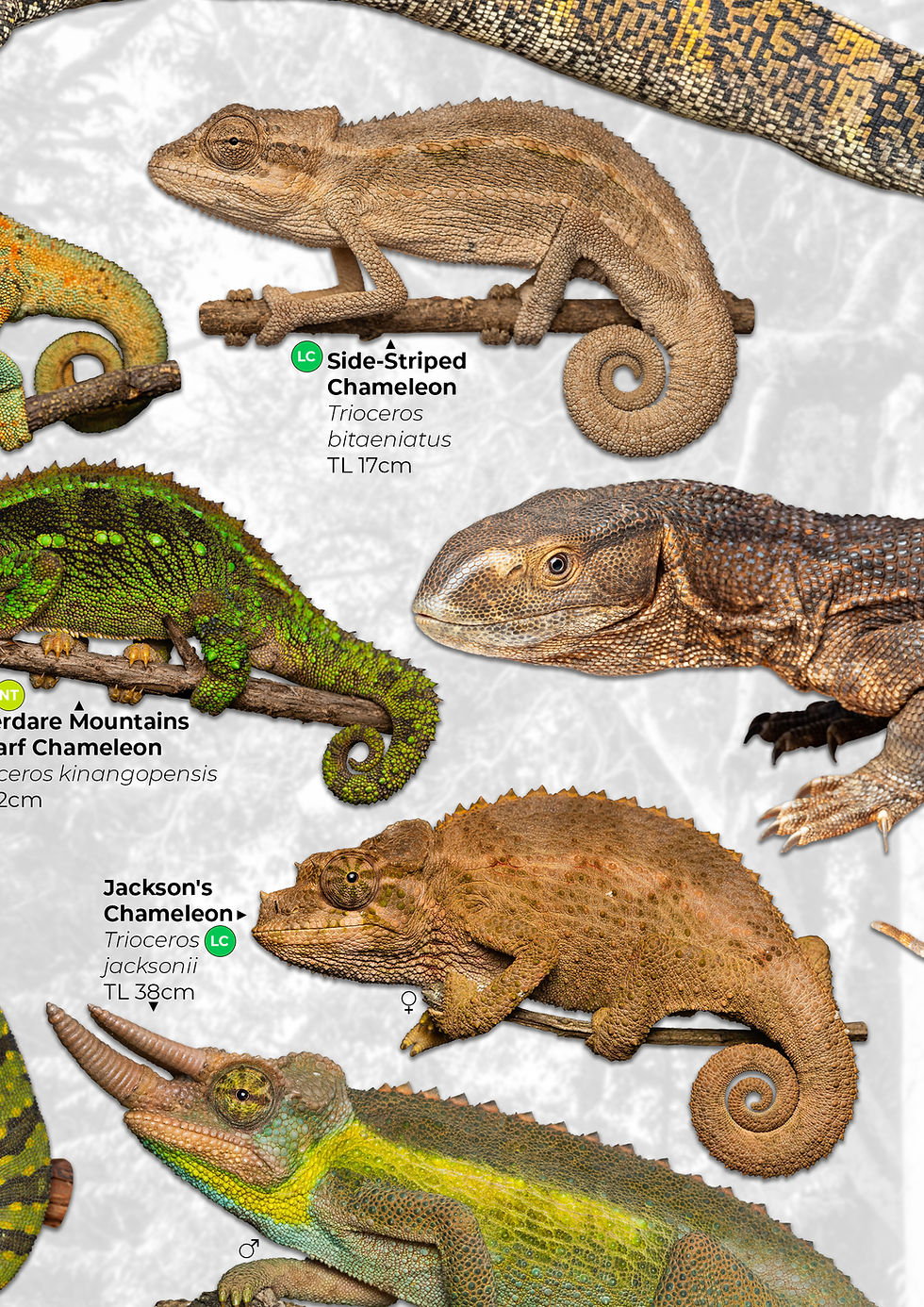 Thumbnail: Lizards of Kenya Poster 2 (A2)