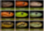 Thumbnail: Snakes of Kenya Poster 1 (A2)