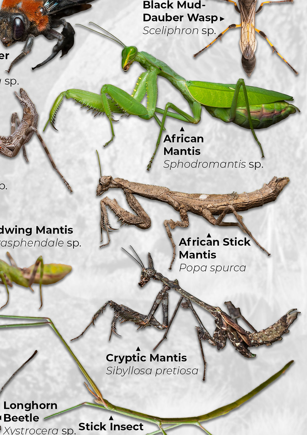 Thumbnail: Arthropods of Kenya Poster (A2)