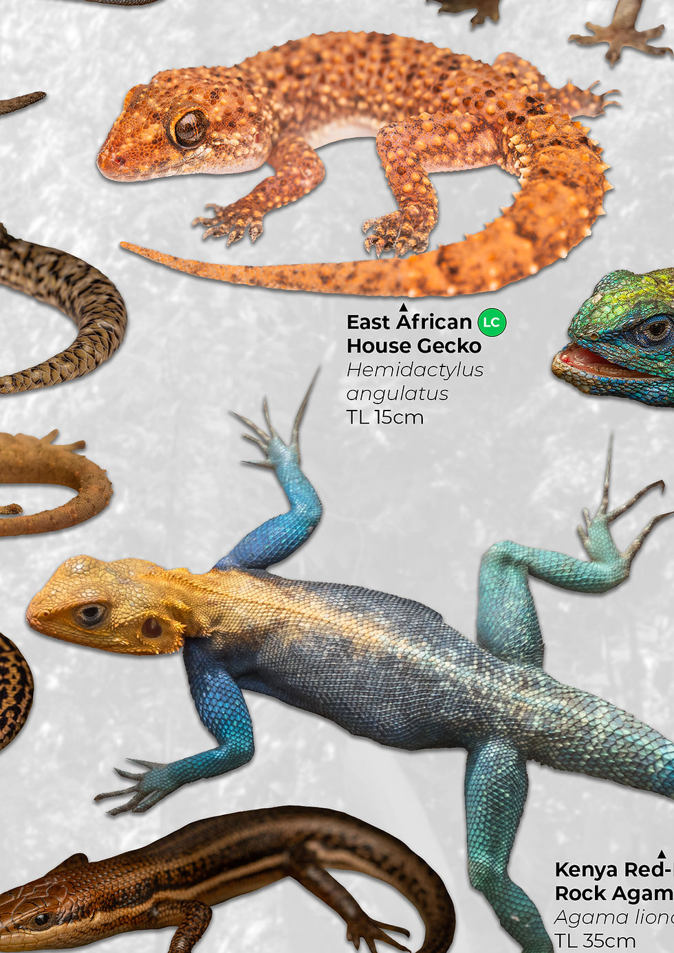 Thumbnail: Lizards of Kenya Poster 2 (A2)