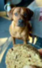 Dog waiting for a Burger