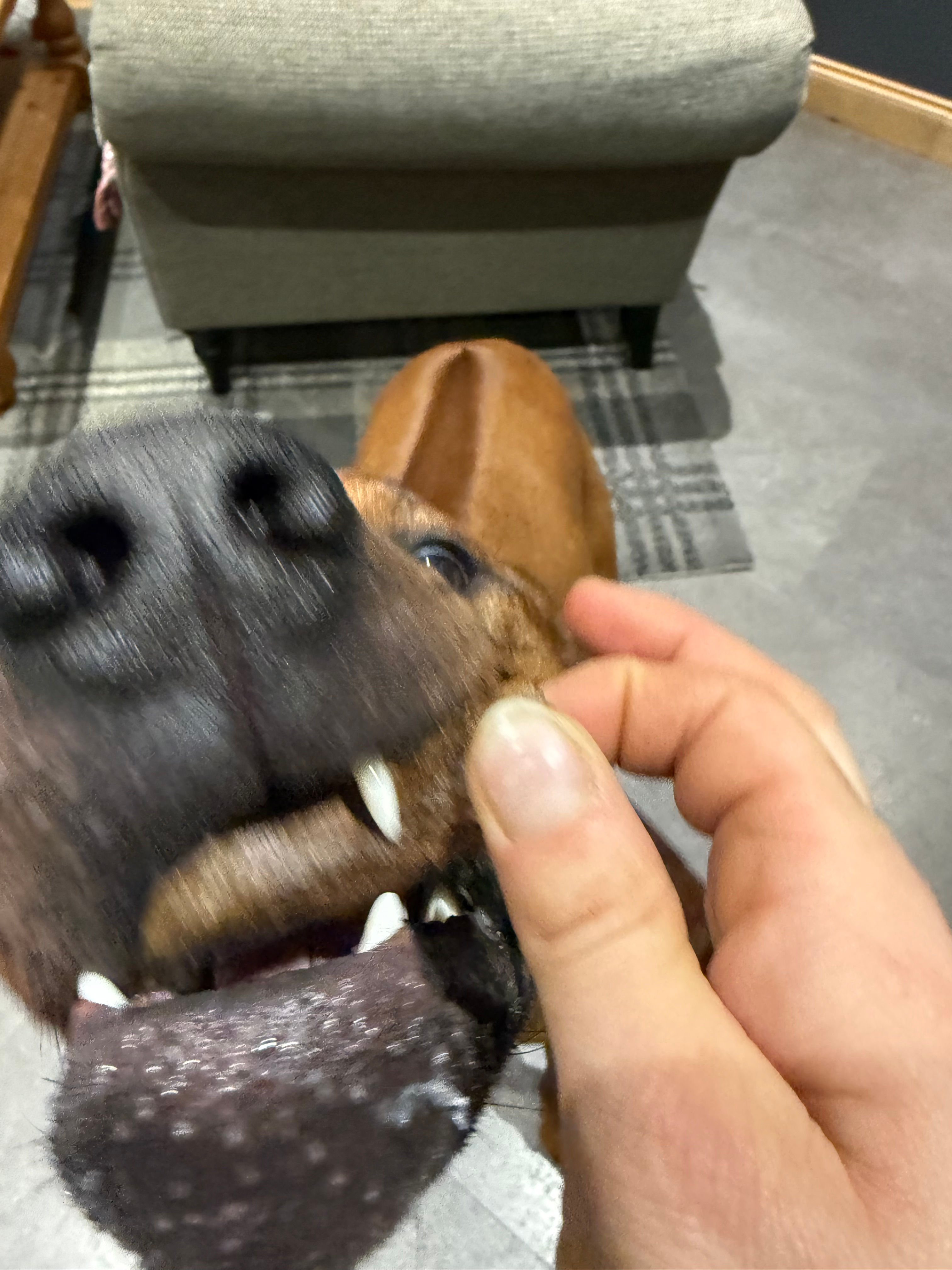 Dog Eating Sausage