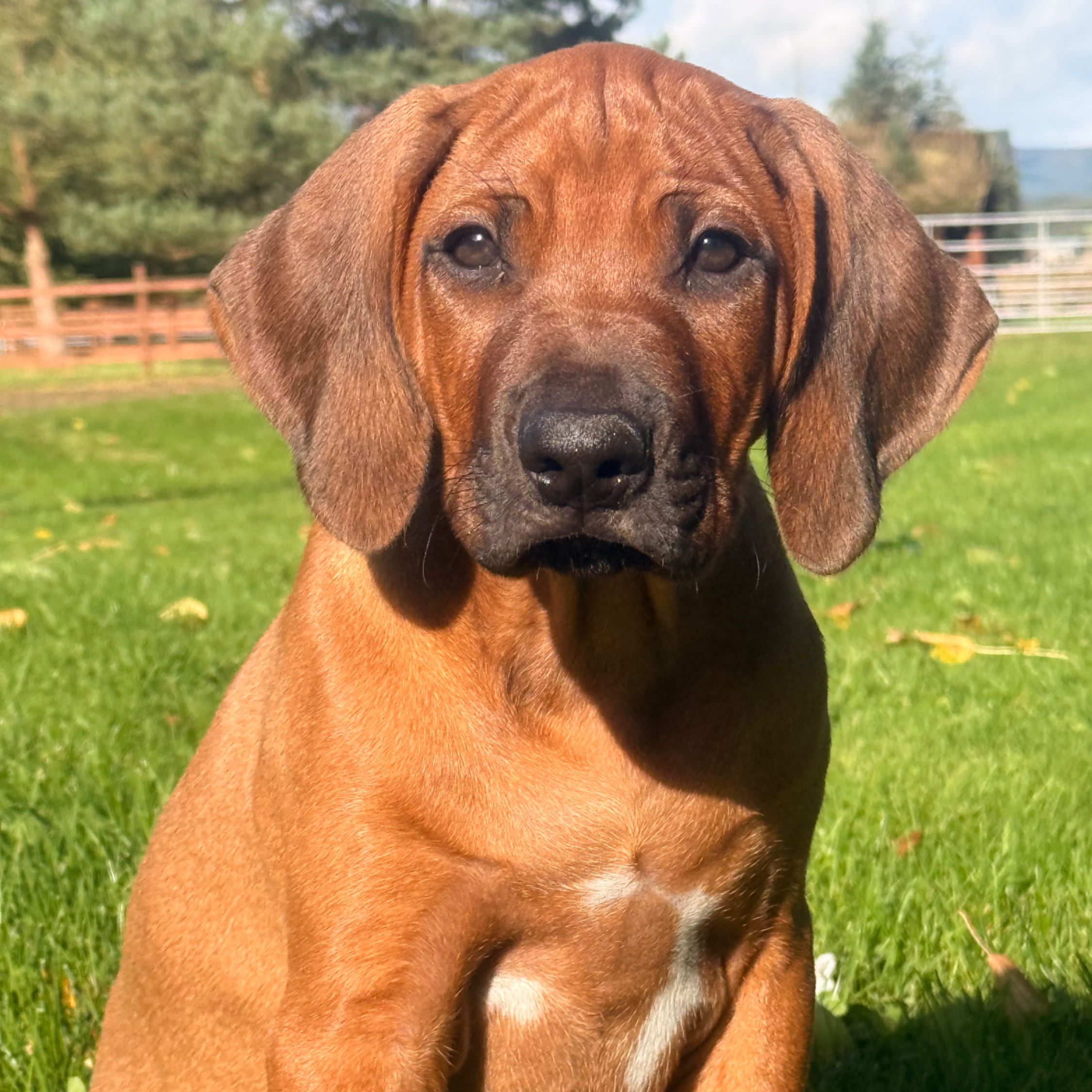 Ridgeback Puppy