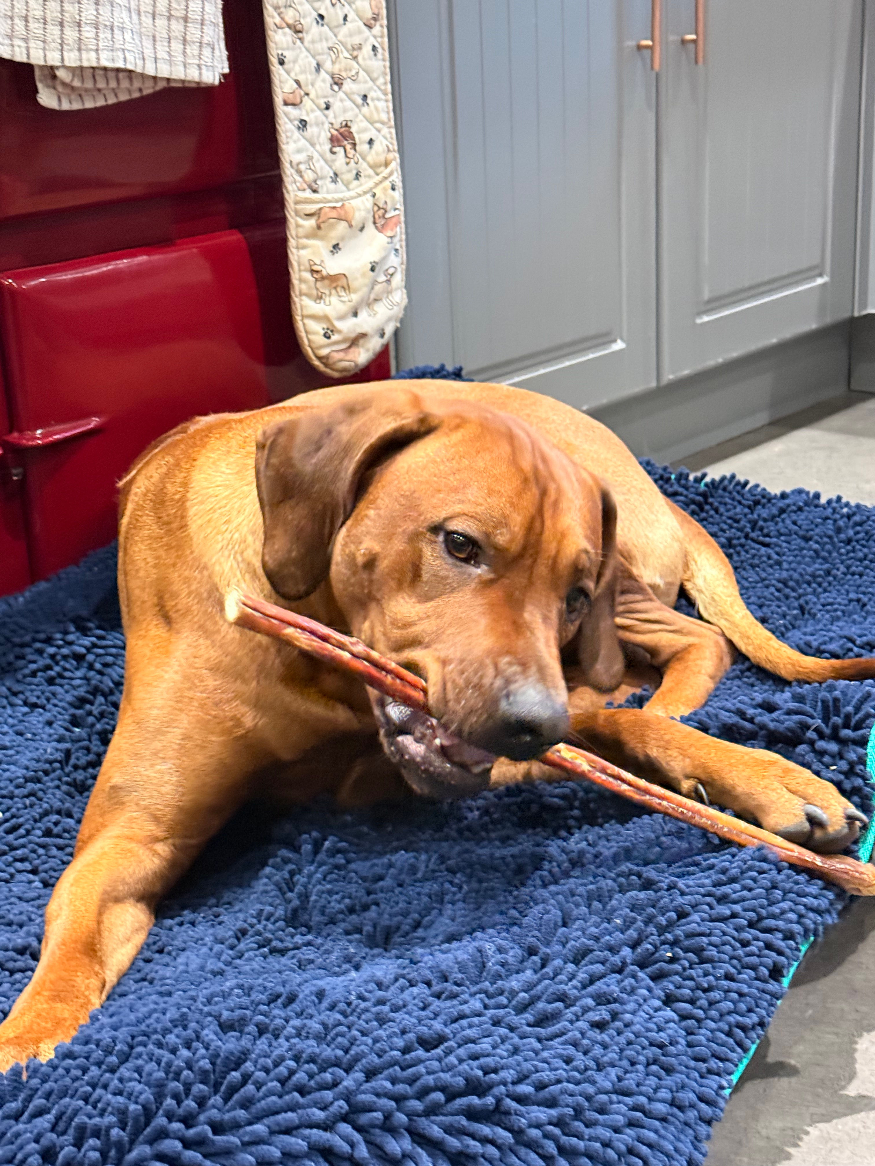 Pizzle Stick