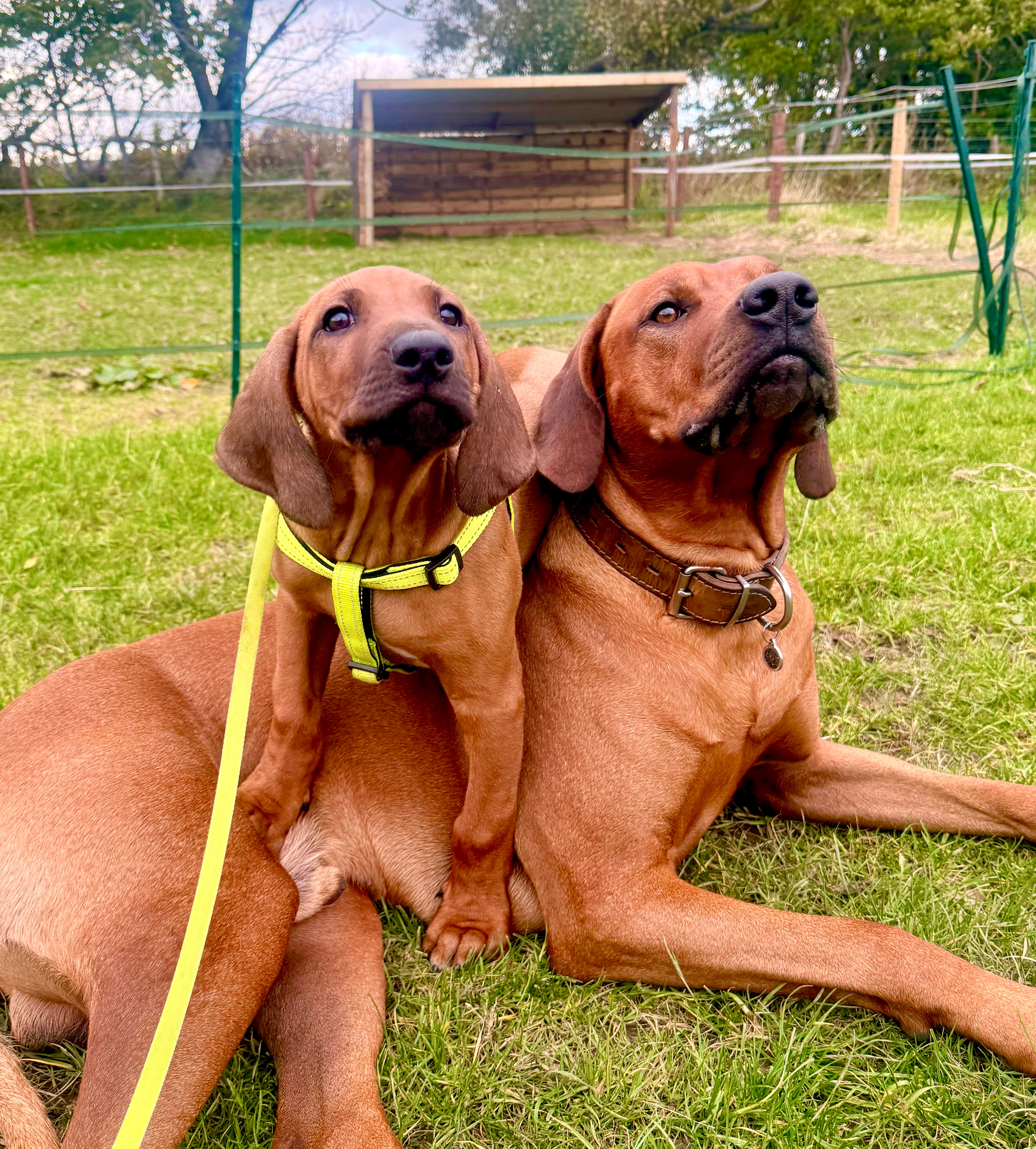 Two Ridgeback Brothers - Puppy & Teenager!