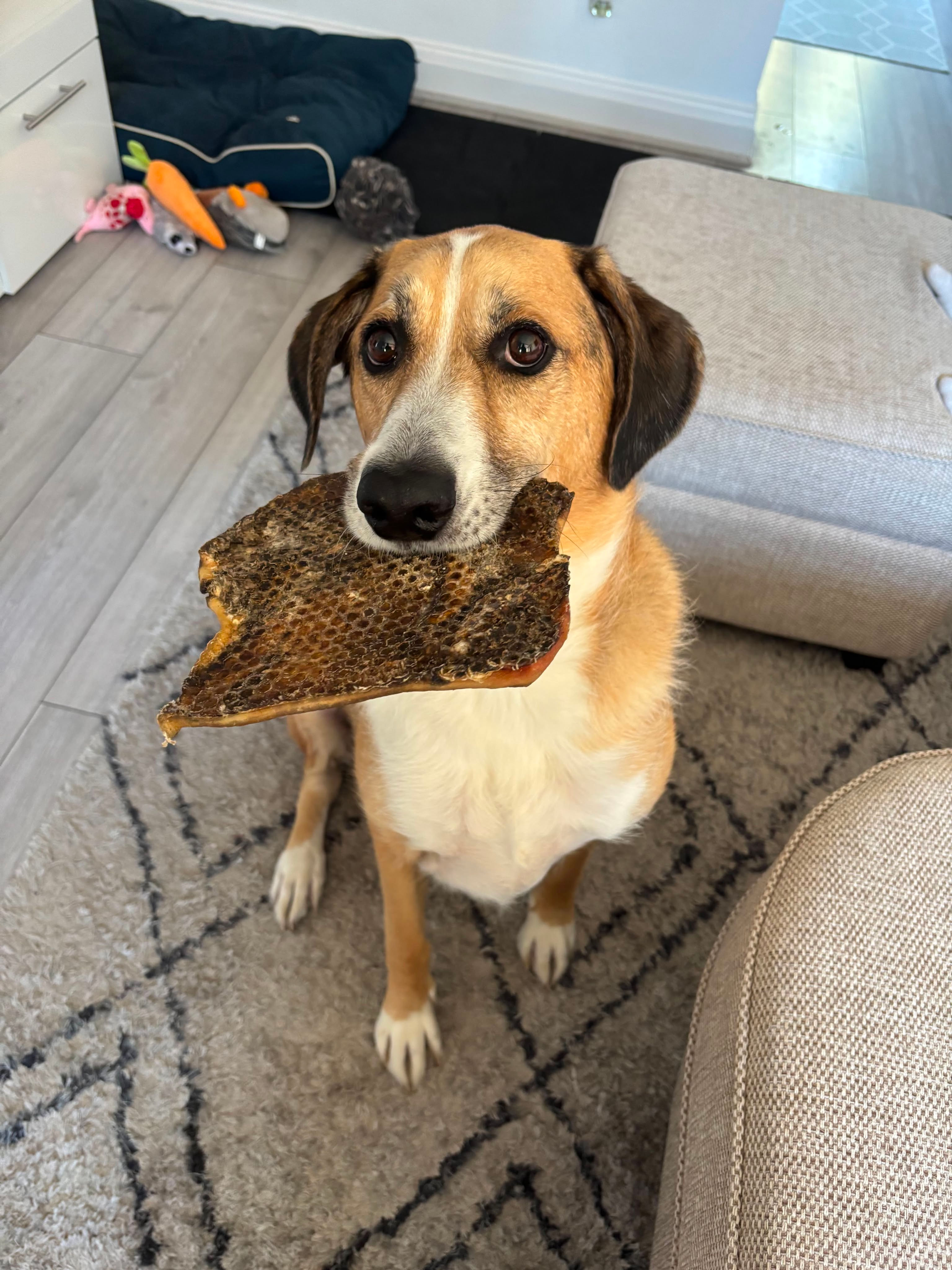 Dog with Camel Skin Chew