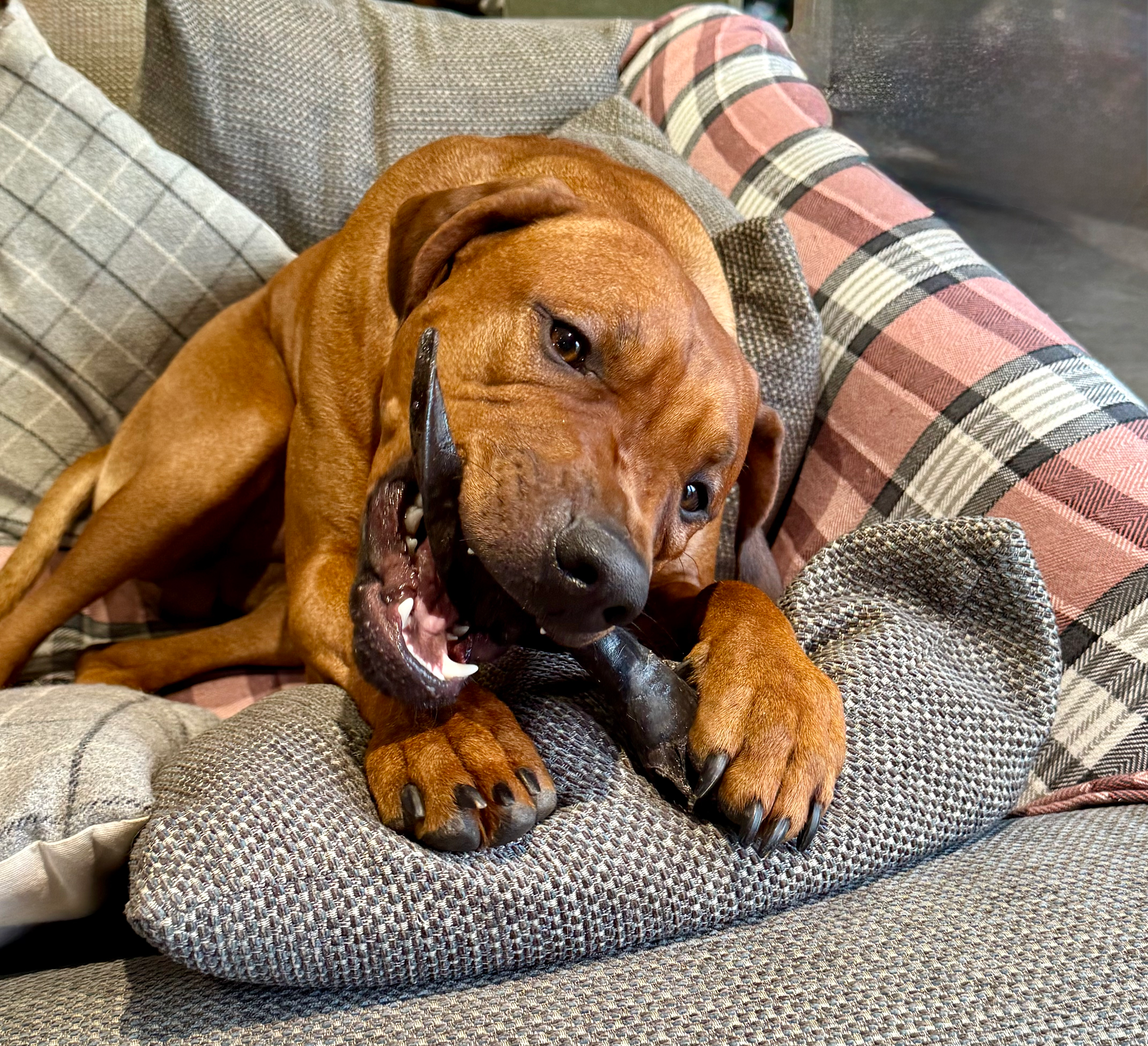 Dog with Goat Horn Treat
