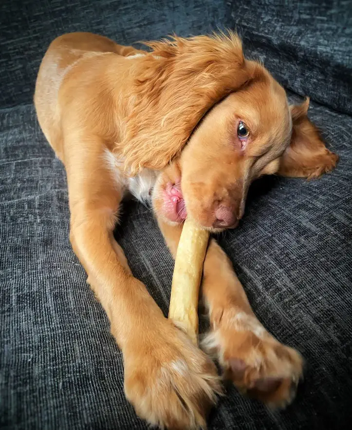 Dog eating a Beef Tail Treat