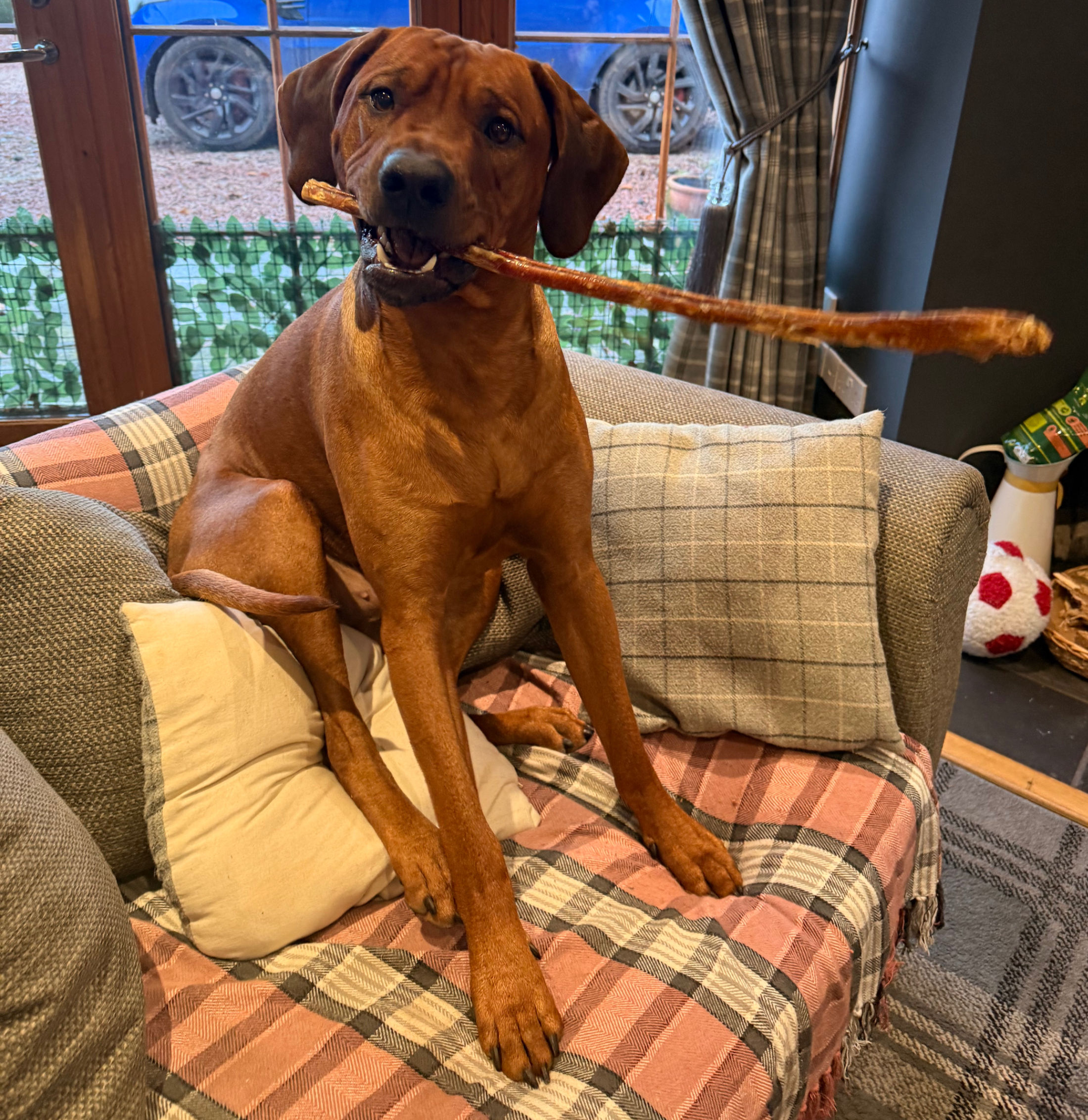 Giant Pizzle Stick