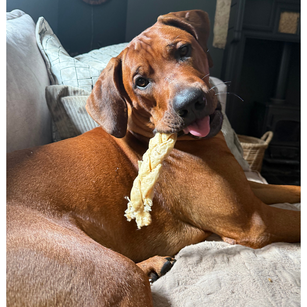 Thumbnail: Dog with Lamb Braid Treat