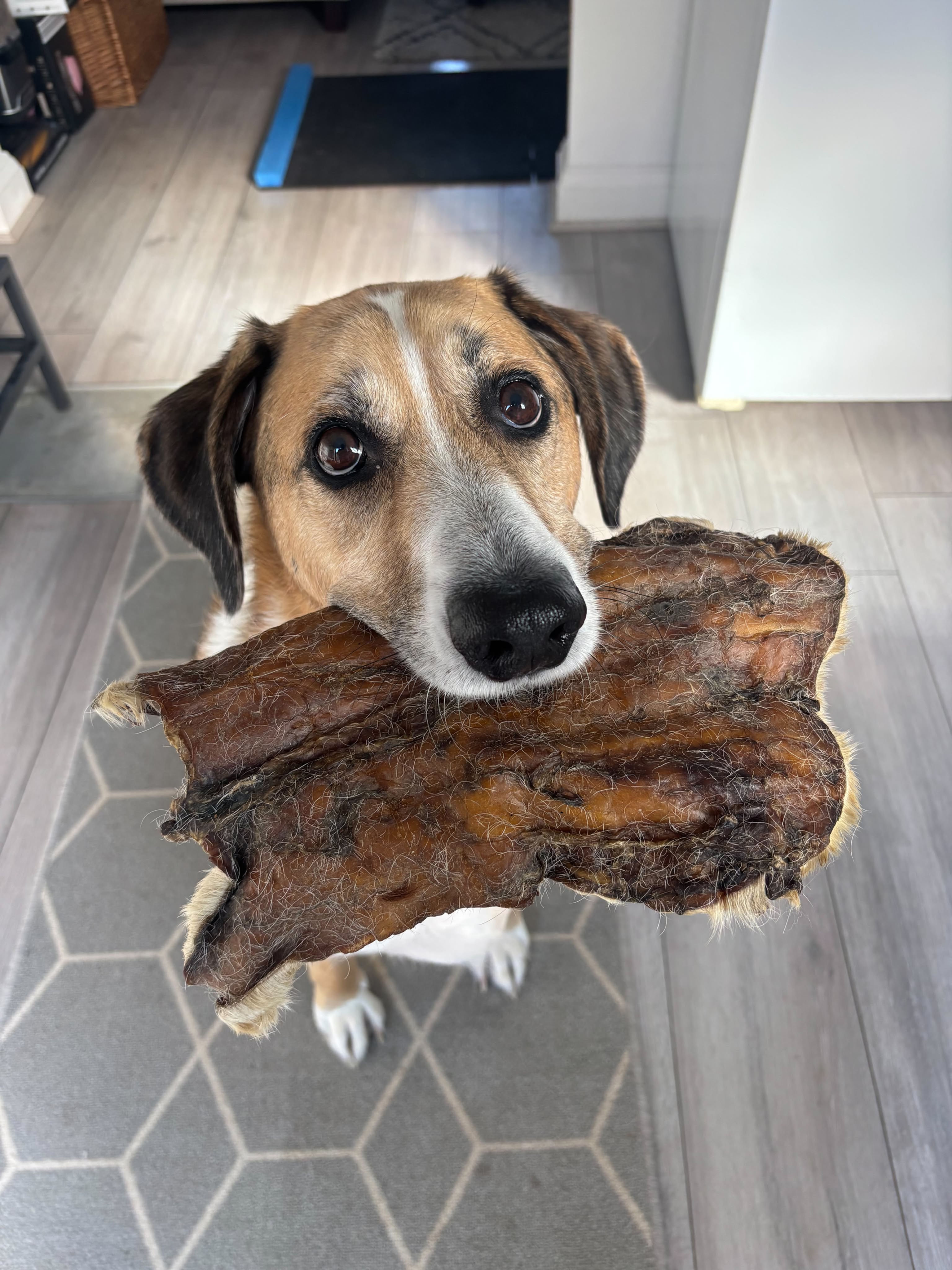 Dog with Treat