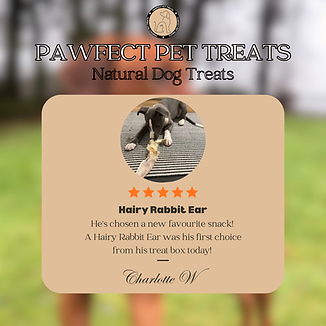 Harry Rabbit Ear Review.png