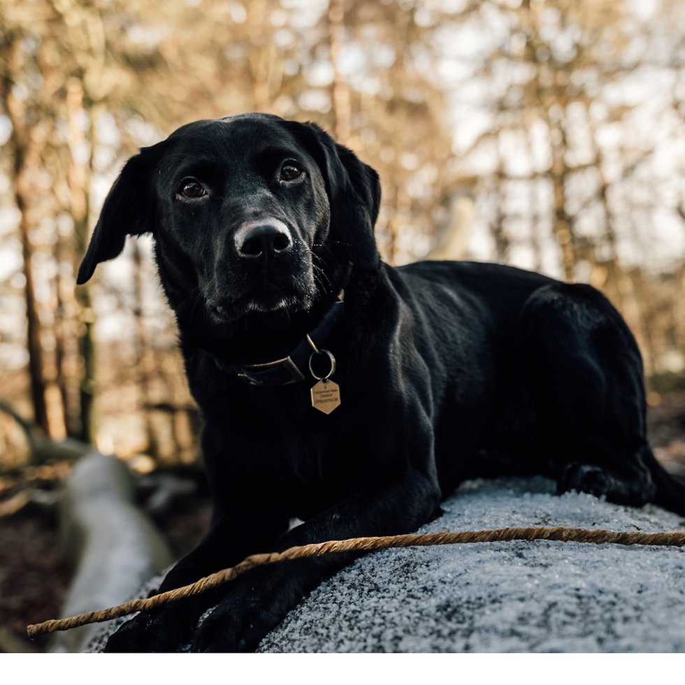 Thumbnail: Dog with Buffalo Treat