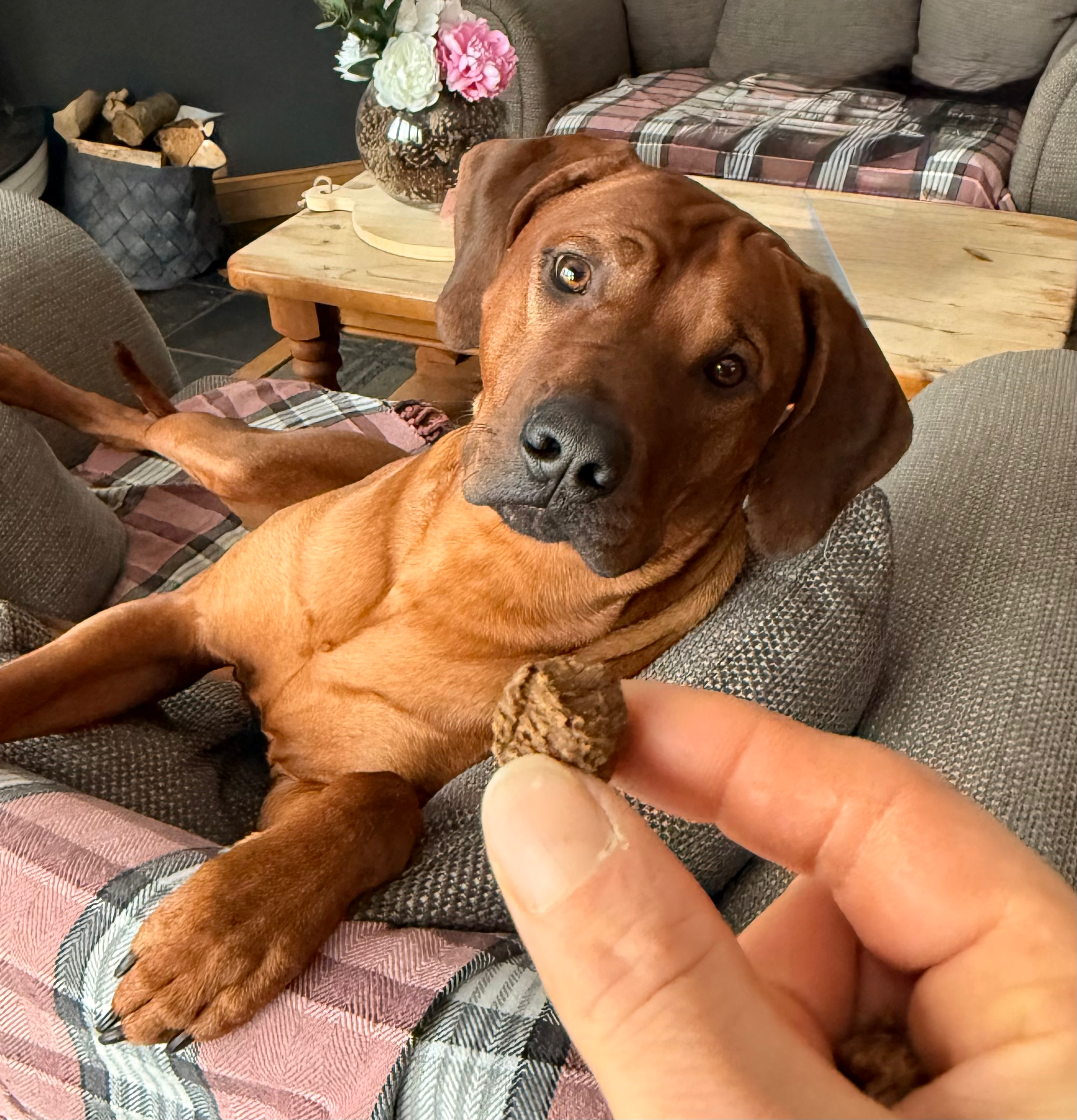 Dog with Healthy Snack