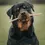 Thumbnail: Rottweiler Holding a natural beef twist dog treat