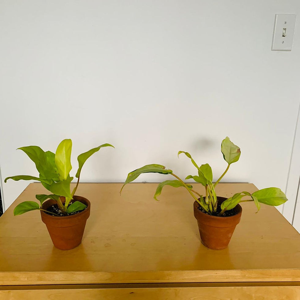 Thumbnail: Philodendron Lemon Lime