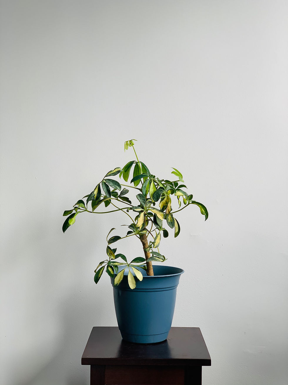 Thumbnail: Variegated Schefflera