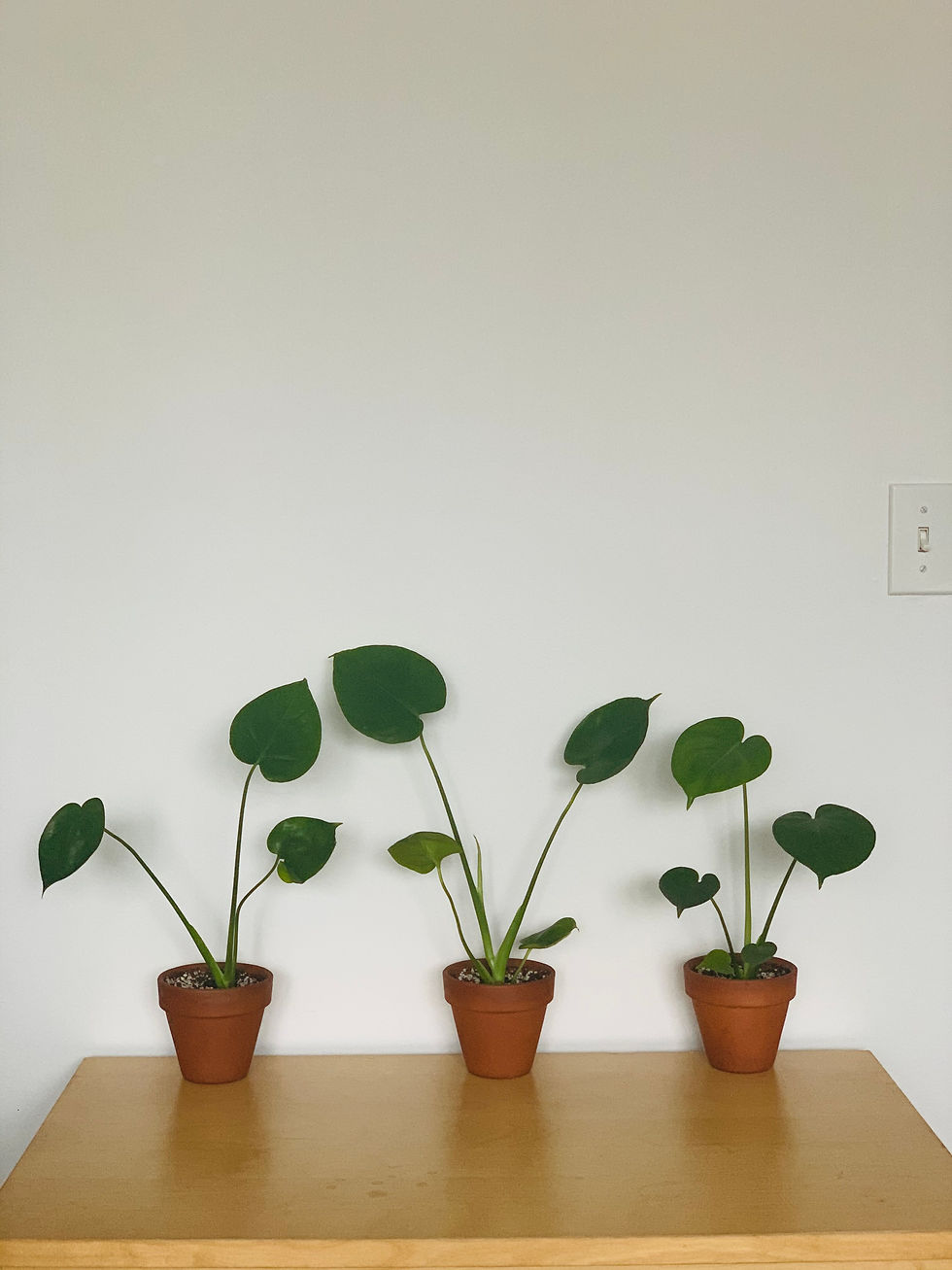 Thumbnail: Monstera Deliciosa S