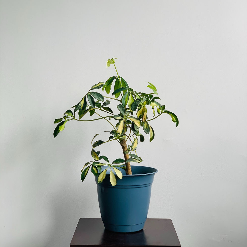 Thumbnail: Variegated Schefflera