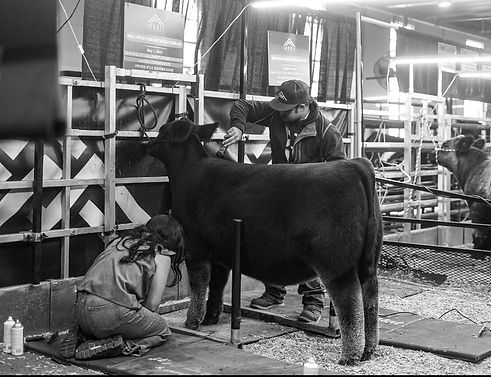 sale cattle page image.jpeg