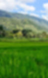 Reisfeld Samosir.jpg