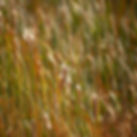 Cattails copy.jpg