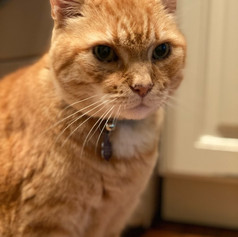 Chester
