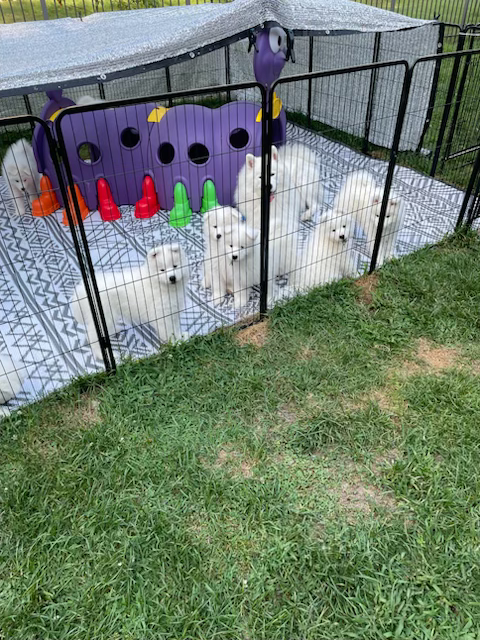 pup 3.heic