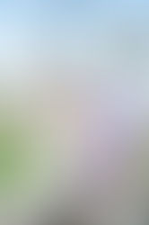 Springtime in Quarantine featuring Misha & Oreo