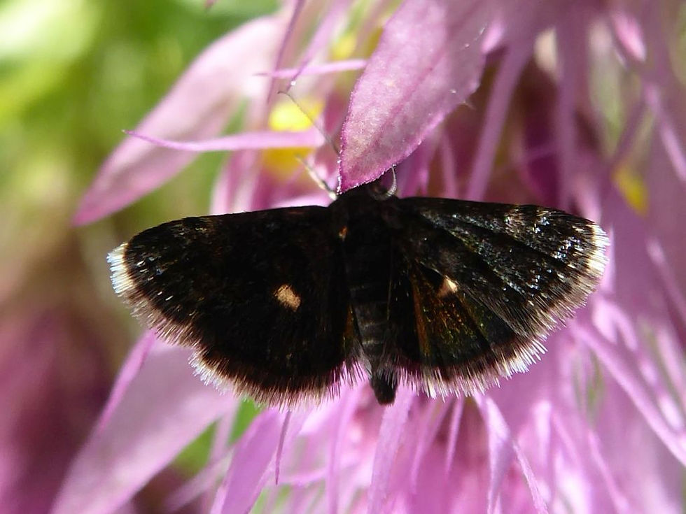 Heliothela wulfeniana