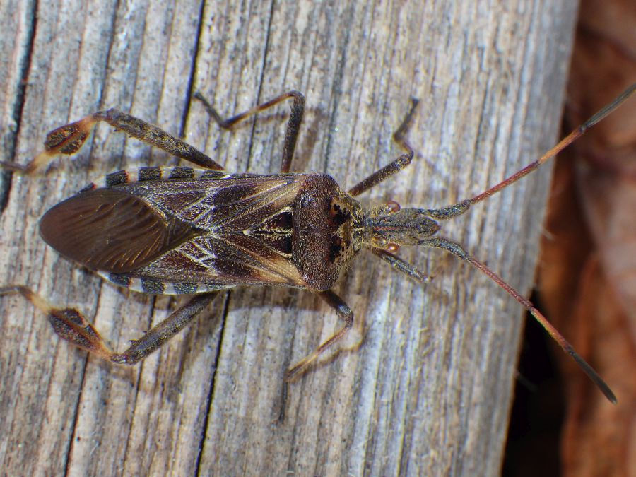 Amerikanische Zapfenwanze