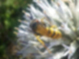 Philanthus triangulum