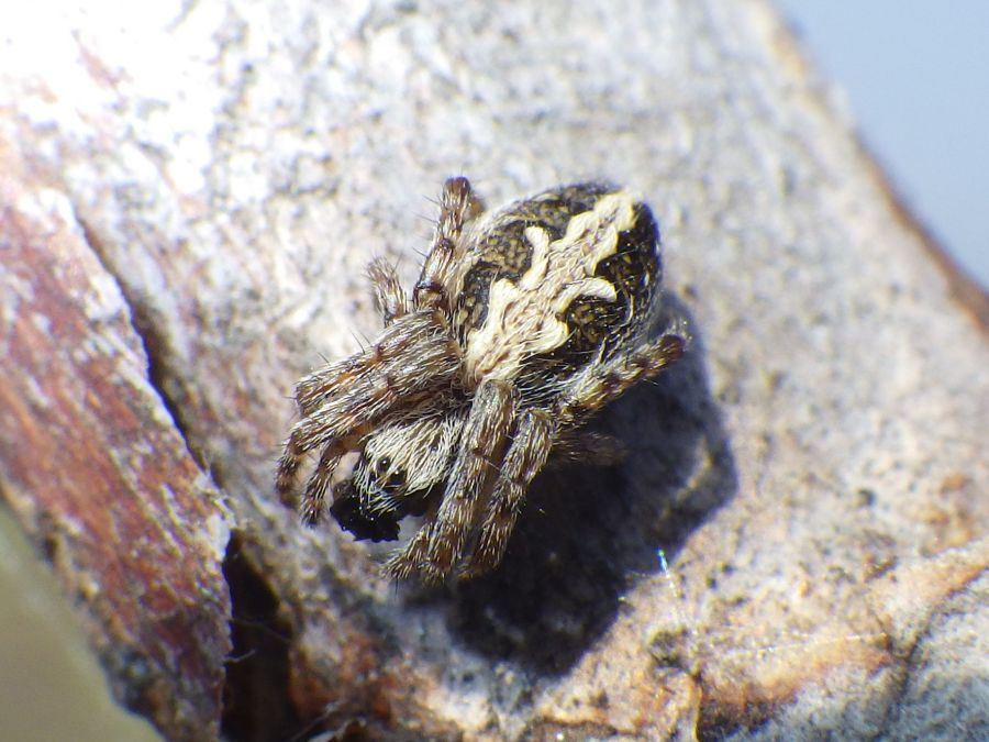 Eichenblatt-Spinne