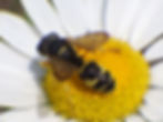 Cerceris sabulosa