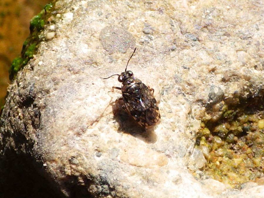Saldula-Gattung