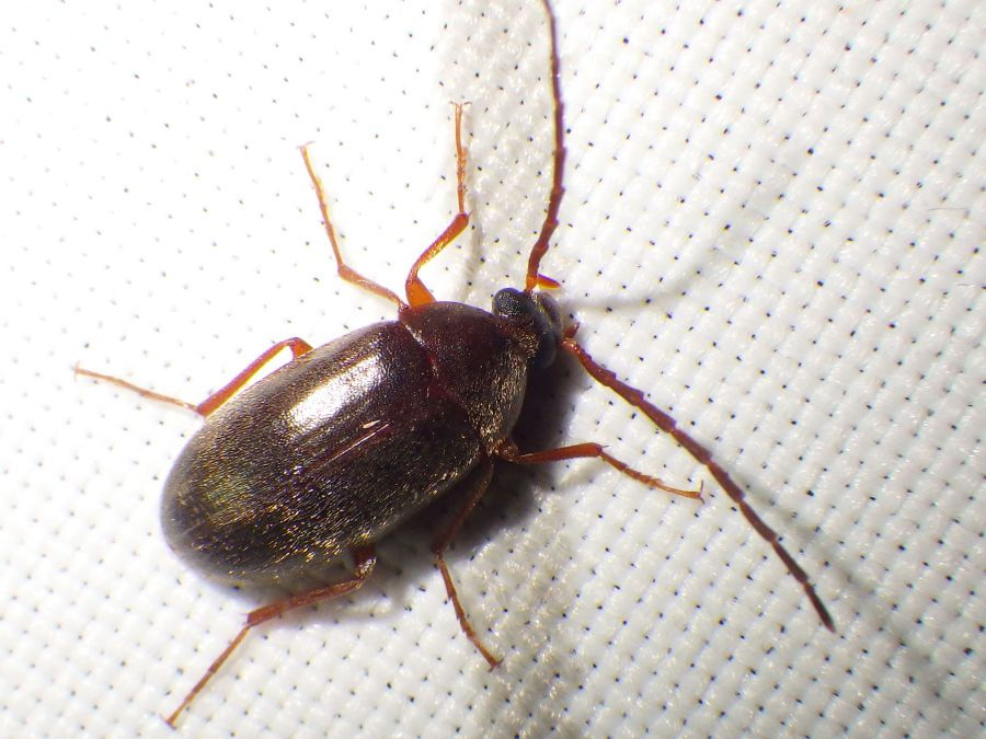 Prionychus melanarius