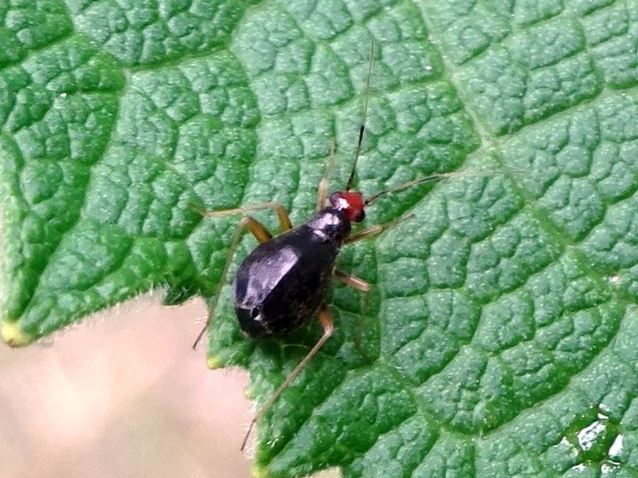 Orthonotus rufifrons