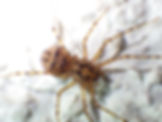 Speispinne