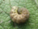 Hausmutter
