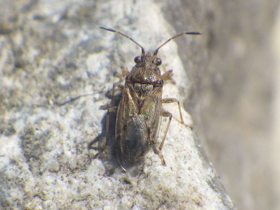 Nysius-Gattung