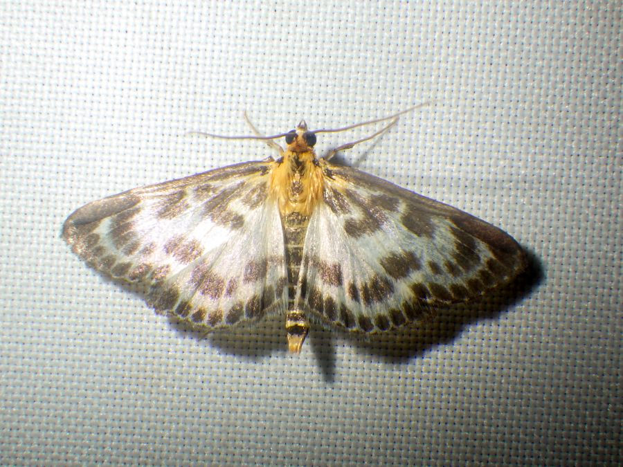Anania hortulata