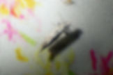 Ornixola candulatella