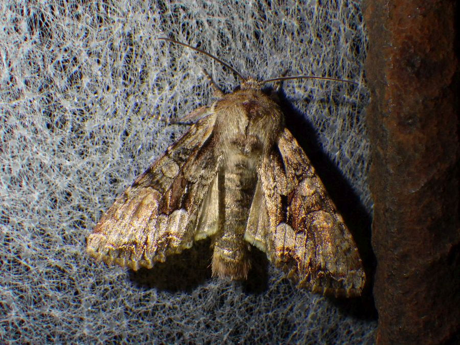 Lacanobia w-latinum