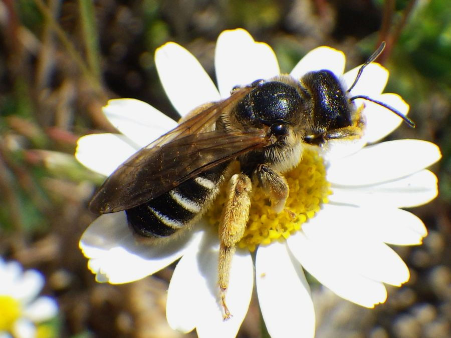 Halictus cf. sexcinctus