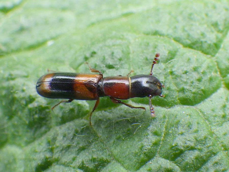 Nemozoma cf. caucasicum