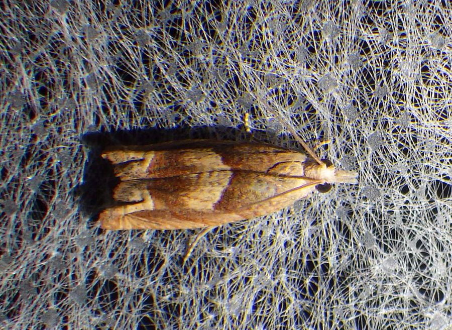 Eucosma conterminiana