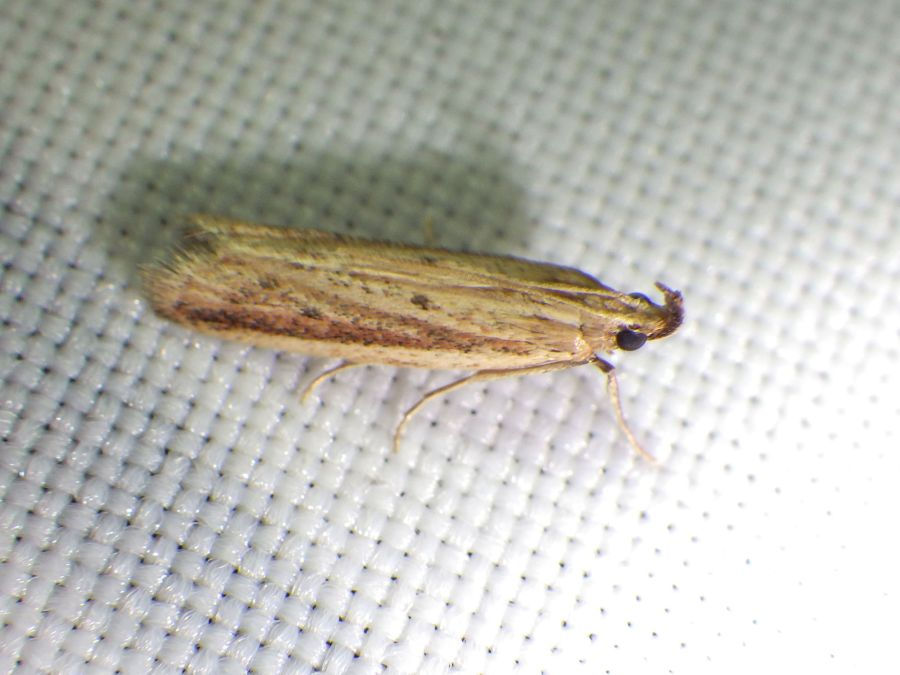 Hypsotropa unipunctella